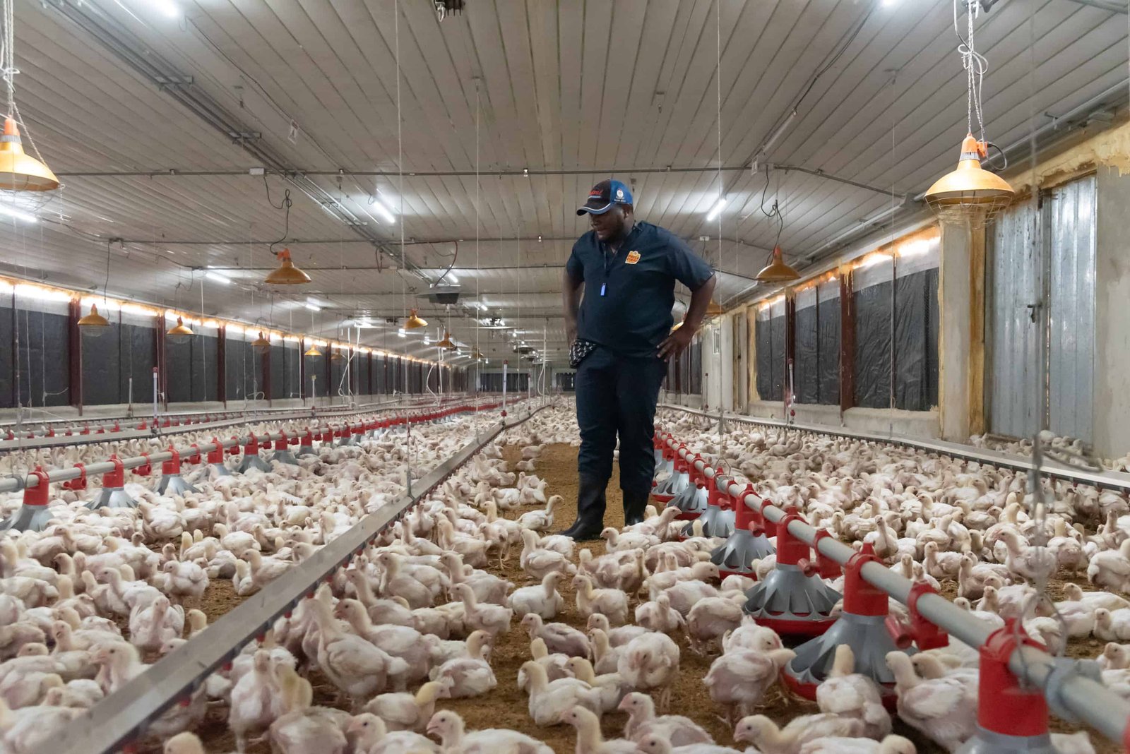 Avicultores dominicanos exigen políticas públicas que protejan al sector