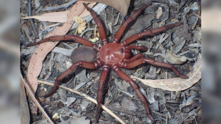 Rara especie de araña trampa gigante ha sido redescubierta en Australia
