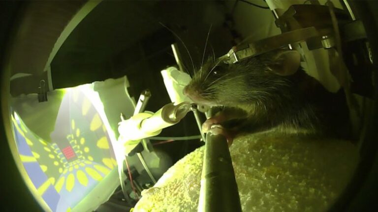 Cómo estos ratones que navegan en un juego de realidad virtual pueden ayudar a los pacientes con Alzheimer