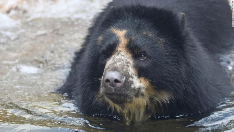 Después de escapar dos veces del zoológico de Missouri, un oso se dirige a un zoológico de Texas con un foso
