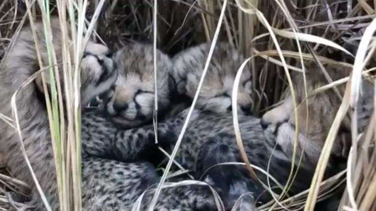 India da la bienvenida a sus primeros guepardos recién nacidos en más de 7 décadas