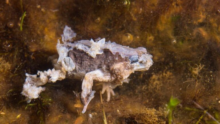 La enfermedad fúngica que diezma a las ranas puede estar más extendida de lo que se sospecha