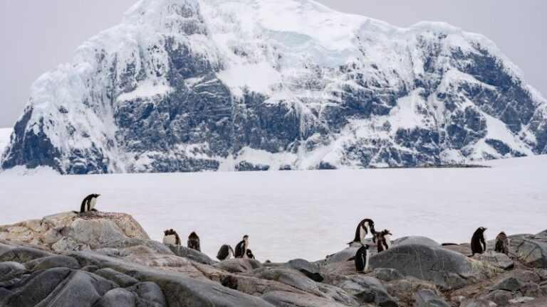 Mientras los pingüinos de la Antártida luchan con niveles récord de hielo marino, esta especie se está adaptando