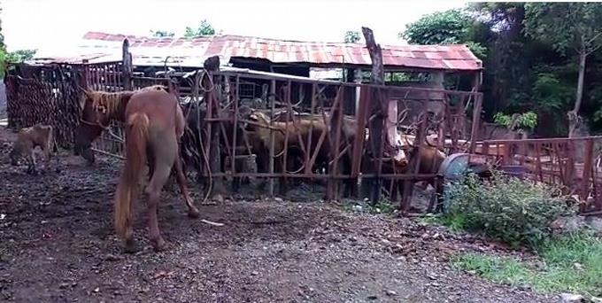 Cuatreros arrasan con el ganado de Dajabón y lo llevan para Haití