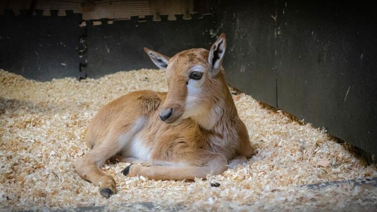 Bontebok: el zoológico de Oregón da la bienvenida al nacimiento de un antílope raro