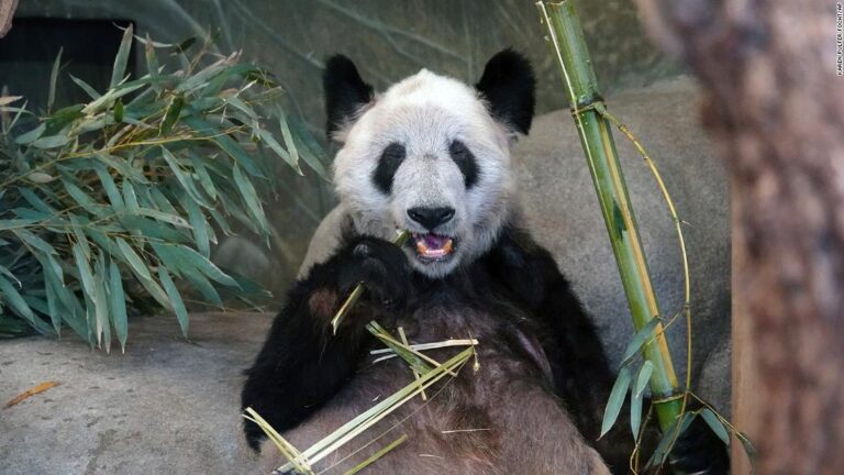 ‘Bring Ya Ya home’: cómo el sentimiento nacionalista de China se volvió contra la ‘diplomacia panda’