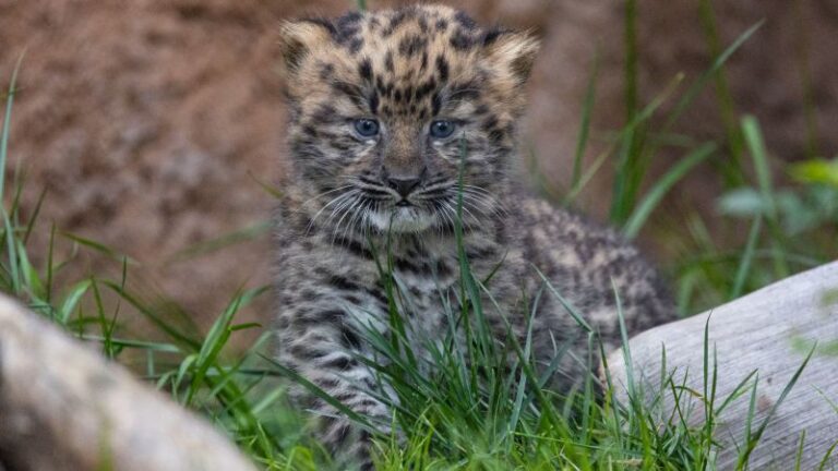 Cachorros de leopardo de Amur en peligro crítico de extinción nacidos en el zoológico de San Diego