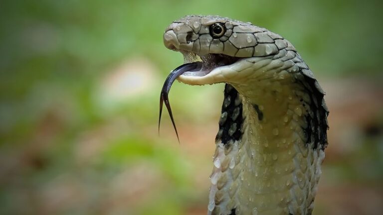 Consejos de viaje: por qué no debes chupar una mordedura de cobra