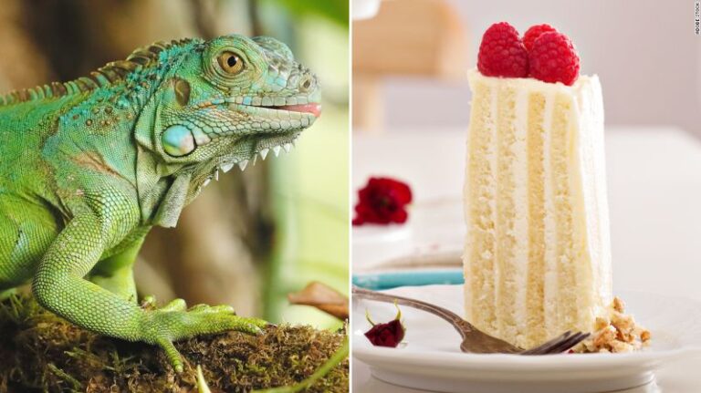 El gusto de una iguana por el pastel deja a una niña con una enfermedad misteriosa