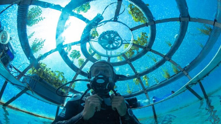 El jardín de Nemo: el futuro de la agricultura podría estar bajo el mar