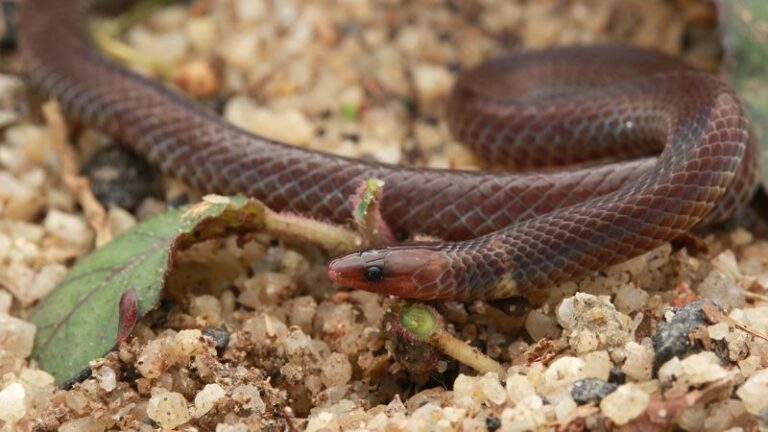 Esta pequeña y tímida serpiente puede… ¿dar volteretas?