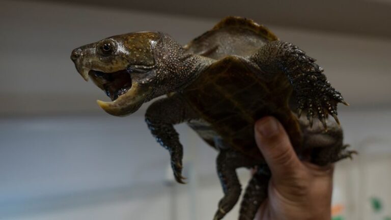 Estas extrañas tortugas de Hong Kong podrían extinguirse pronto