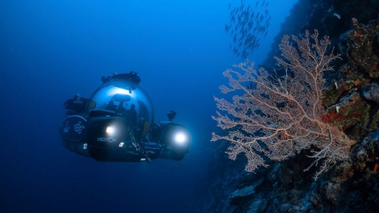 La búsqueda de 100.000 nuevas especies en los océanos de la Tierra