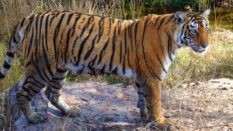 La población de tigres en peligro de extinción de la India se está recuperando en triunfo para los conservacionistas