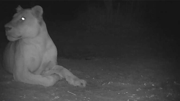 León visto en el Parque Nacional Sena Oura de Chad por primera vez en 20 años