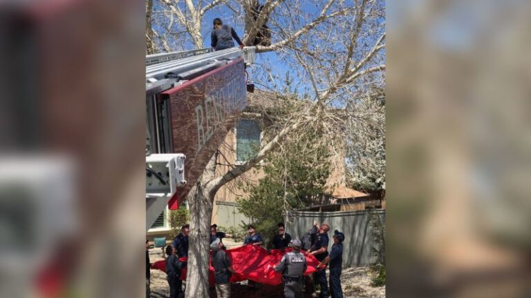 Los bomberos de Reno acudieron al rescate de un oso que quedó atrapado en un árbol