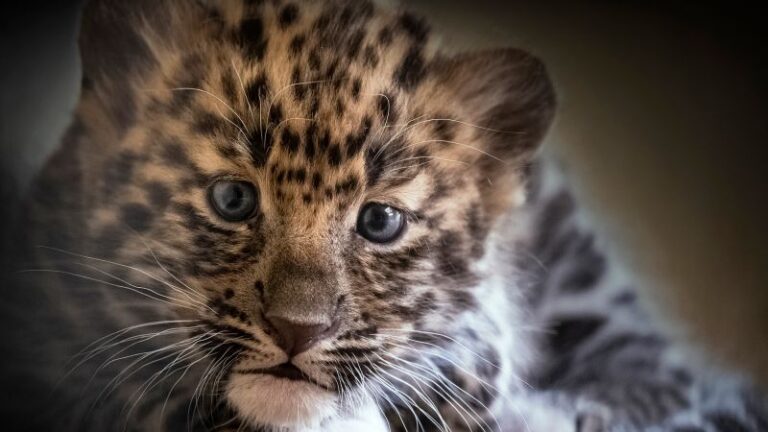 Nacen dos cachorros de leopardo de Amur en zoológico de Pittsburgh