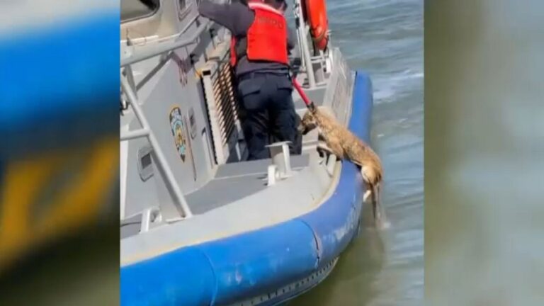 Rescatan a un coyote de las aguas del East River