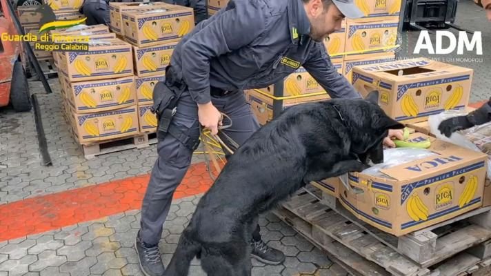 Con ayuda de un perro detectan en Italia cocaína en bananas