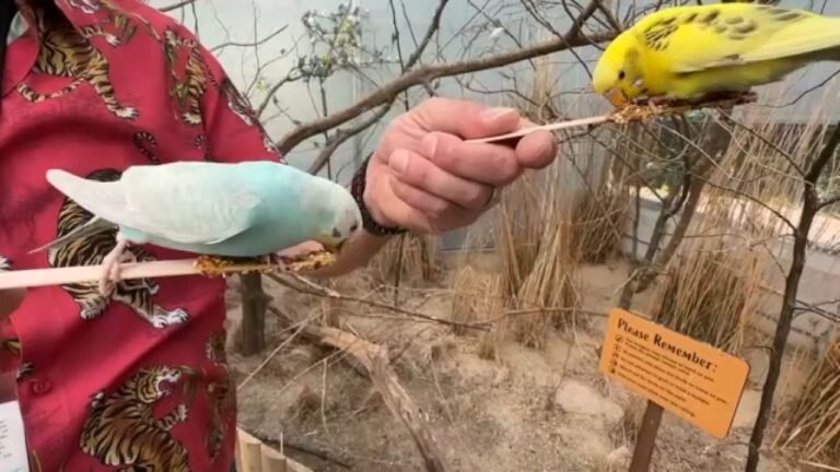 Experiencia interactiva con aves en el Zoo de El Bronx