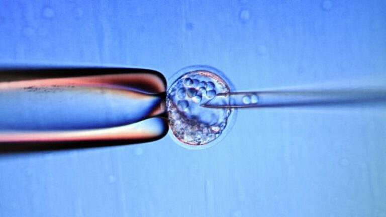 Datos rápidos sobre las células madre |  CNN