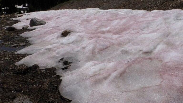 El fenómeno de la ‘nieve de sandía’ tiñe las montañas de Utah de rosa y rojo