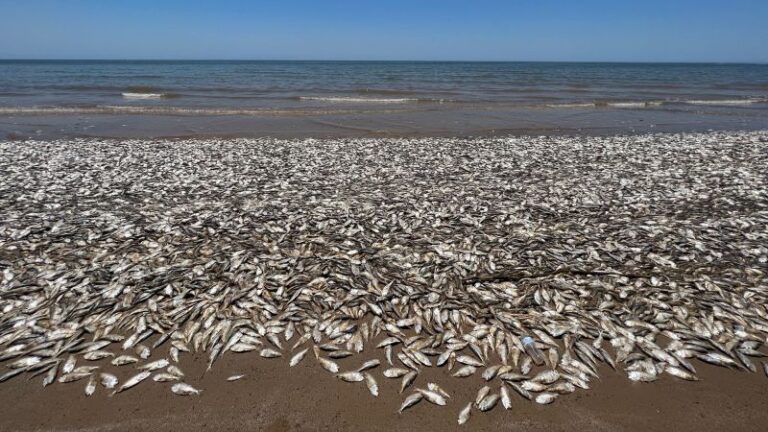 Los peces muertos están apareciendo a lo largo de las playas de la costa del Golfo de Texas, dicen las autoridades.  Este es el por qué