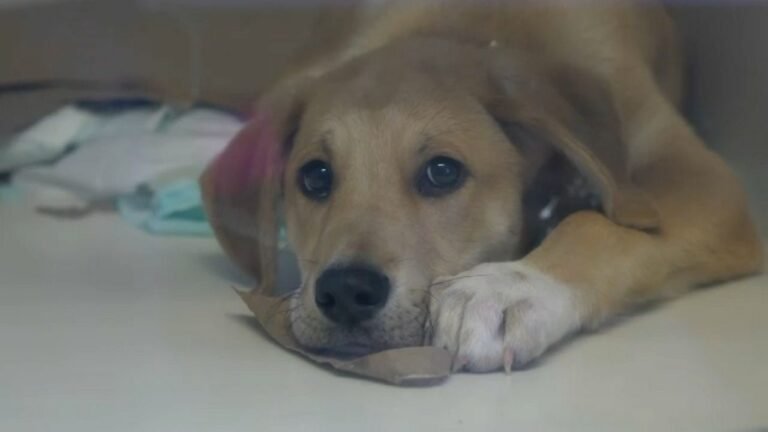 Se debe limitar la actividad de las mascotas al aire libre