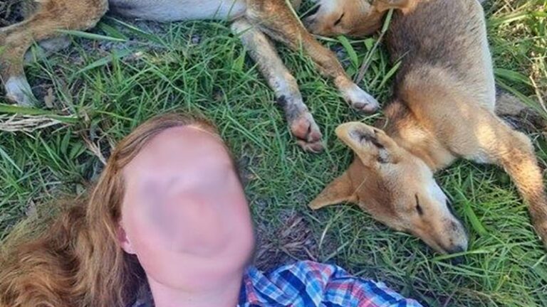Australia: Turistas multados por selfies con dingos mientras los guardabosques advierten sobre el aumento de ataques de perros salvajes