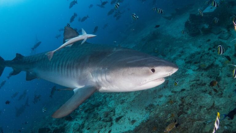 Datos sobre los tiburones que te pueden sorprender