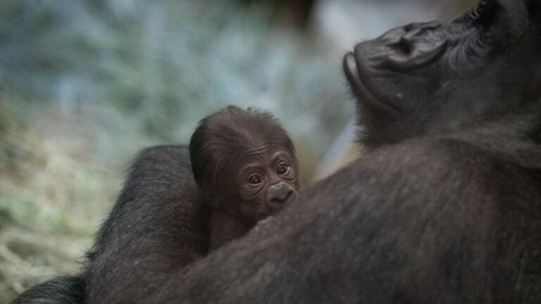 El zoológico de Columbus pensó que este gorila era un macho y dio a luz a un bebé