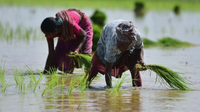 India dispara temores de inflación tras imponer importante prohibición a la exportación de arroz