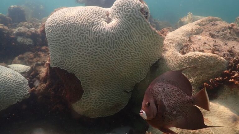 Las temperaturas del océano en Florida superan los 100 grados a medida que se descubre la decoloración de los corales