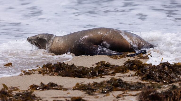 Los funcionarios de Los Ángeles aconsejan a los bañistas que eviten los leones marinos envenenados antes de las vacaciones