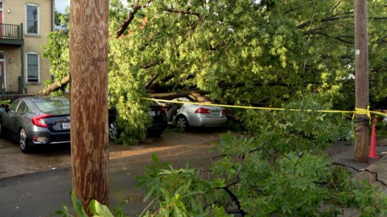 St. Louis: una mujer muere después de que un árbol cae sobre su automóvil durante el clima severo del sábado