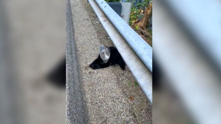 El administrador del parque de Pensilvania rescató a un cachorro de oso negro atrapado en una jarra de plástico