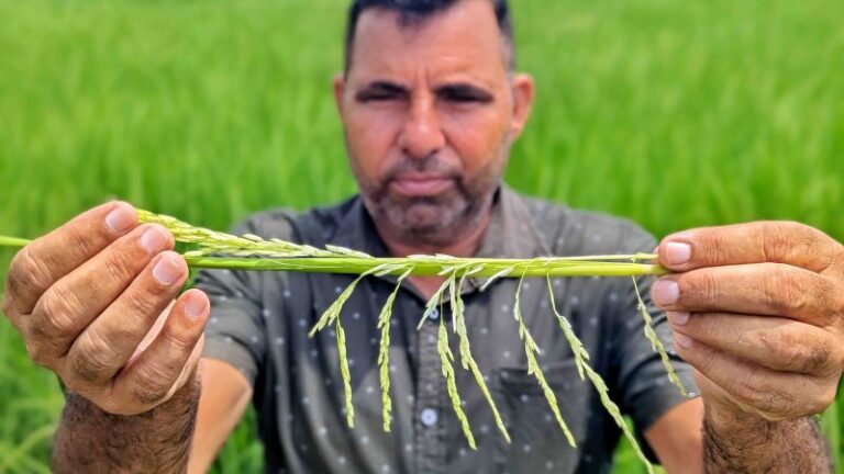 El cambio climático ha devastado las reservas de arroz de la India.  Una prohibición de las exportaciones podría desencadenar una crisis alimentaria mundial.