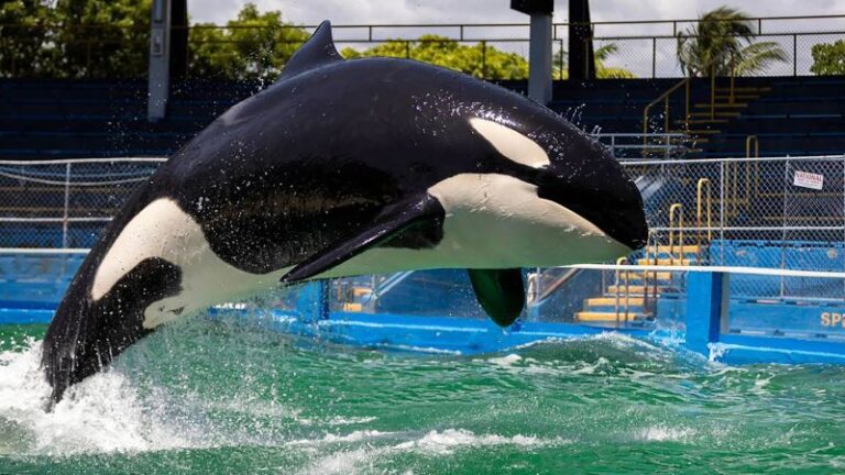 Lolita, una orca querida en el Miami Seaquarium, ha muerto