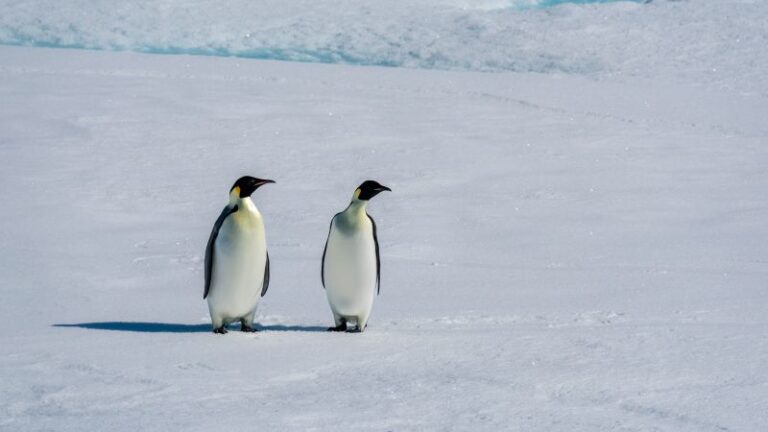 Pingüinos emperador: enormes colonias perdieron todos sus polluelos a medida que el hielo marino se derrite