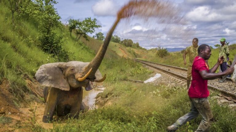 Publicadas imágenes muy elogiadas del Fotógrafo de vida silvestre del año 2023