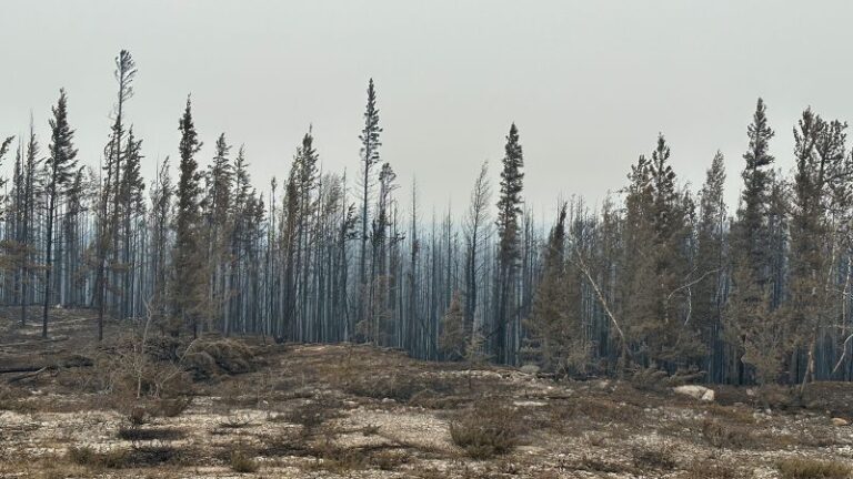 Yellowknife, Territorios del Noroeste: Miles se apresuran a evacuar la capital del territorio canadiense mientras más de 200 incendios forestales ‘sin precedentes’ cubren la región