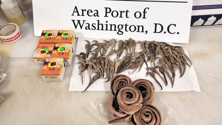 Caballitos de mar, serpientes y carne de cerdo ilegal de Vietnam incautados por la Aduana de EE.UU.
