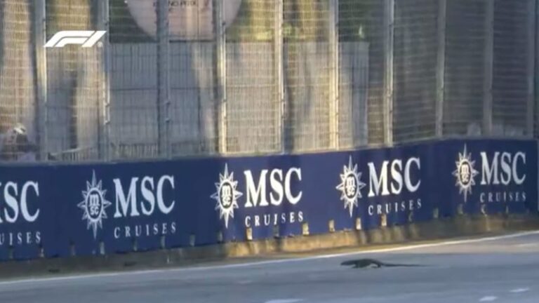 Gran Premio de Singapur: los lagartos invaden la pista durante la sesión de práctica