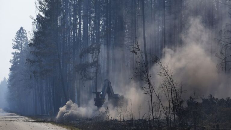 Incendio forestal en Downton Lake: la ‘actividad persistente de los osos’ obliga a los equipos de bomberos forestales a abandonar el campamento en Columbia Británica, dicen las autoridades