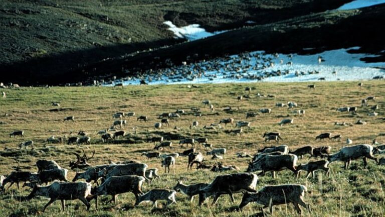 La administración de Biden cancela un intento de años de perforar en el Refugio Nacional de Vida Silvestre de Alaska