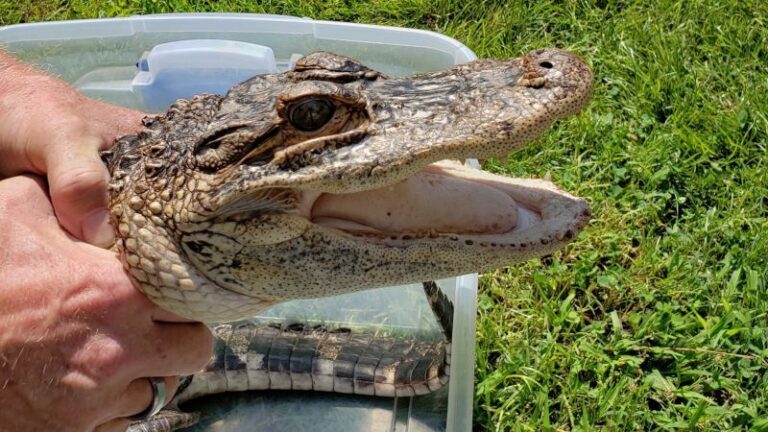 La policía de Nueva Jersey captura a un caimán suelto durante 2 semanas