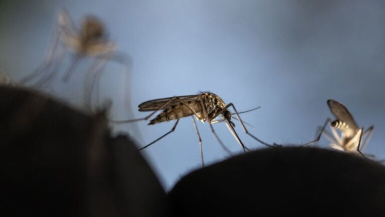 Los mosquitos son molestos y algunos mortales.  He aquí por qué no podemos (y no debemos) simplemente matarlos a todos