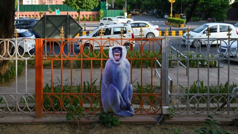 Nueva Delhi no quiere que sus monos arruinen el G20.  Pero tiene un plan.