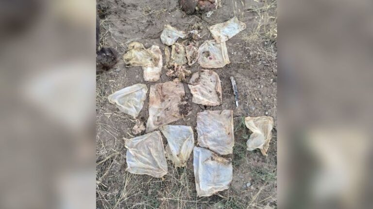 Oso de Colorado hambriento cuyos intestinos fueron bloqueados por basura y fue sacrificado