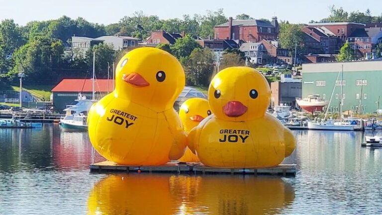 Patos inflables gigantes regresan al puerto de Belfast en Maine por tercer año